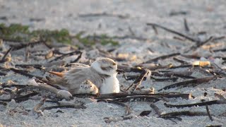 No shorebirds fledge on Sanibel after beach renourishment [upl. by Cassondra]