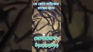 Naihati pona mach er hatfish fishing fishfarming fishfarminginindia [upl. by Yeniffit]