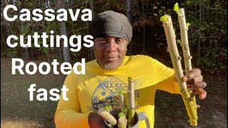 Propagating cassava This method works fast part 2 planter garden tv [upl. by Esbensen]