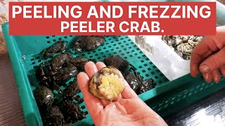 Collecting and freezing Peeler Crabs  sea fishing bait [upl. by Ellahcim]