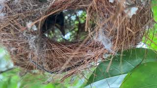 Inside The Olivebacked sunbird nest 🐣 [upl. by Askari898]