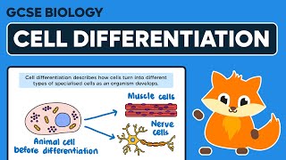 Cell Differentiation  GCSE Biology [upl. by Normi]