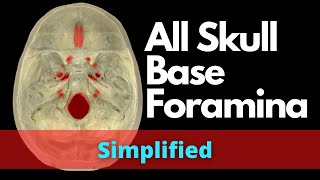 Skull base foramina  Dr Doris [upl. by Iinde]