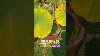 Aquatic Plants in Pots gardening utahgarden gardendesign gardenhacks gardenideas funny [upl. by Gualtiero]