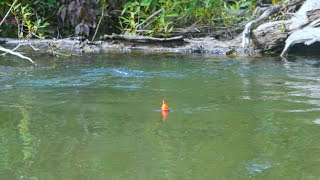 RIDICULOUS SALMON BOBBER DOWNS  SPINNER EATS  Salmon Fishing 2023 [upl. by Justen828]