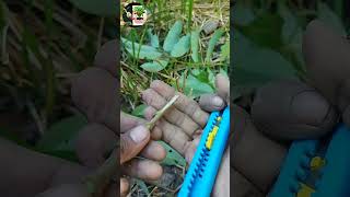 New method grafting litchi plant  shorts  video ABS garden [upl. by Anitsrihc]