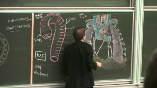 Cours danatomie  Aorte thoracique [upl. by Eeslehc]