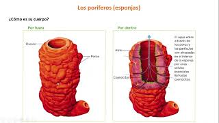 Invertebrados Poríferos y Cnidarios 1º ESO [upl. by Bella]