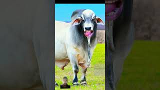 cow cowcow animals funnycow bull cowkidssong funny cowcows cowboys funnybuffalo [upl. by Ahset]