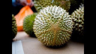 3 DURIAN TERENAK TERMAHAL PALING DI CARI DIDUNIA SAAT INI [upl. by Ravel881]