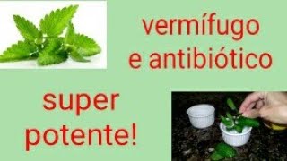 Vermífugo e antibiótico natural para calopsitas Dewormer and antibiotic for cockatiels [upl. by Papageno506]