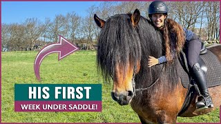 Riding a Swedish Ardennes Draft Horse Stallion in Sweden [upl. by Coplin]