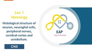 L1  Histo  Histological structure of neuron neuroglial cells  CNS 42 [upl. by Florette]