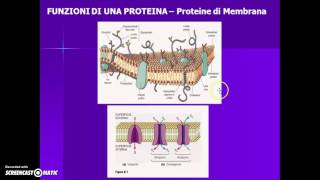 Le proteine [upl. by Ettennig]