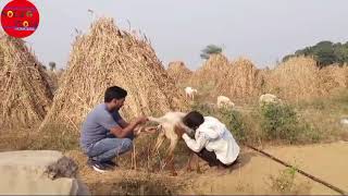 भेड़ बकरियों के बुखार में कौन से इंजेक्शन लगाए  sheep got ke fever mein kaun se injection lagaen [upl. by Lleoj32]