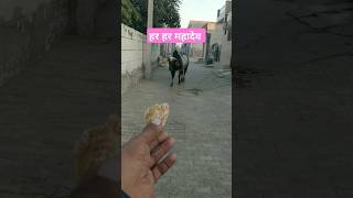 Har har shambhu gaumakasevak nandi mahadev shiva animallovers youtubeshorts trending shorts [upl. by Ydnim]