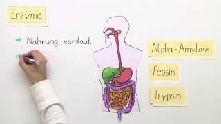 ENZYME  FUNKTIONSWEISE  BASISWISSEN  Biologie  Stoffwechselbiologie [upl. by Eesak697]