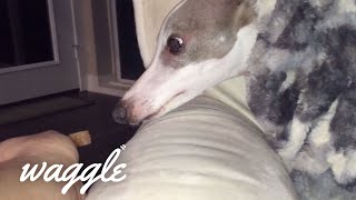 Great Greyhounds  Dog Video Compilation [upl. by Jerome277]