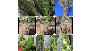 packing video tamil syngonium indoorplant garden lowbudgetplants philodendron plantscaretips [upl. by Jayson71]