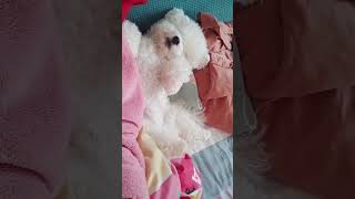 This dog breed is really Fun shorts puppy cuteanimals cutedog cutedogs [upl. by Gyasi]