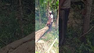 splitting weathered wood with a chainsaw [upl. by Konrad]