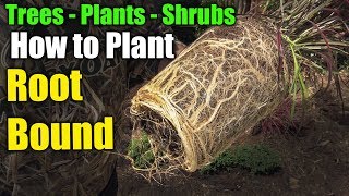 How to Plant Trees and Shrubs [upl. by Hege]