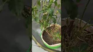 Hari mirch ki harvesting gardening greenchillifarming chilli [upl. by Gausman]