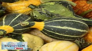 Gourd Pear Small BiColor – Seeds Review [upl. by Walburga]