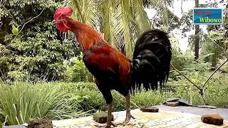 Kumpulan Suara Kokok Ayam Pelung Juara Wajib Dilihat [upl. by Enilra157]