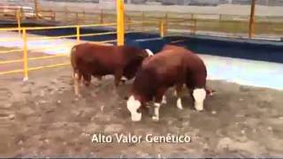 Video Institucional del Centro de Producción Agropecuaria [upl. by Herod]