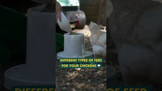 Different Types of Feed for your Chickens chickencoop chickenkeeping chickencoop homesteading [upl. by Joela334]