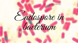 Endospore Introduction and Structure [upl. by Yuri379]