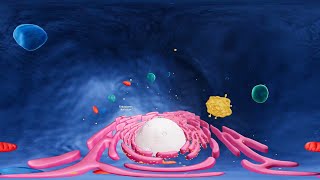 Endoplasmic Reticulum  3D Animation  FSc PartI Biology  Lecture 5  Ihtsham Liaqat [upl. by Elleinnod]