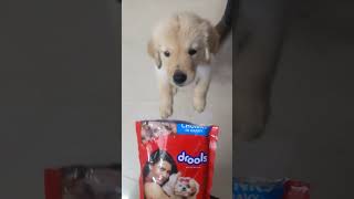 Drools chicken gravy for Golden retriever puppy love pet coimbatore [upl. by Longmire]