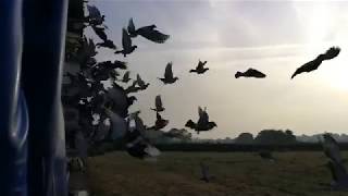 The last of Wales pigeon fanciers [upl. by Repohtsirhc]