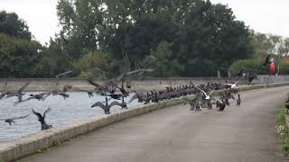 Over 200 Cormorants flying off [upl. by Mullac902]