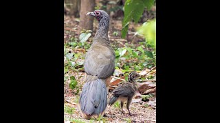 Chachalaca Cantante de la Naturaleza [upl. by Enois130]