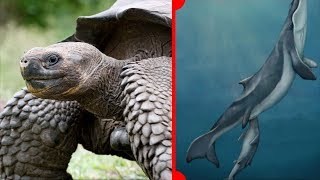 Origin of Whale FilterFeeding amp Secret of Long Life Animals  7 Days of Science [upl. by Ephrayim730]