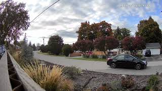 black car approaching unknown dog walker [upl. by Earl]