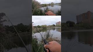 Bass Fishing Micro Wacky Trout Worm Action on the Ultralight fishinggear fishing [upl. by Eugine]