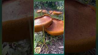 Slippery Jack Mushrooms Nature’s Hidden Gems  Dharug Country [upl. by Ivzt218]