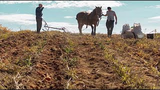 Harvesting Potatoes With HorseDrawn Plow [upl. by Olivann39]