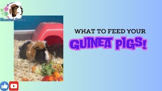 What can you feed your guinea pigs Green beans [upl. by Notyrb417]