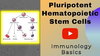 Pluripotent hematopoietic stem cells  Stem Cells  Genesis Academy [upl. by Otsenre]