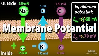 Membrane Potential Equilibrium Potential and Resting Potential Animation [upl. by Delaryd413]