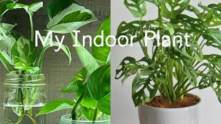 Room makeover💚 Beautiful indoor plant [upl. by Nollie]