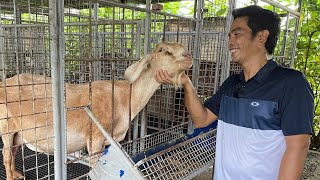 GOAT DAIRY FARM TOUR TAMANG SISTEMA SIGURADO KIKITA [upl. by Moriah]