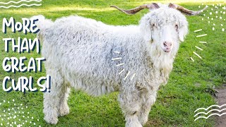 Angora Goat More Than Amazing Wool [upl. by Gottwald]