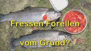 Fressen Forellen vom Grund Teil 1 [upl. by Palmer586]