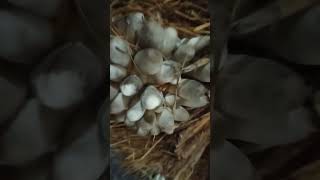 organicmushroom paddystrawmushroomcultivation From one bed huge pinheads [upl. by Kaitlyn]